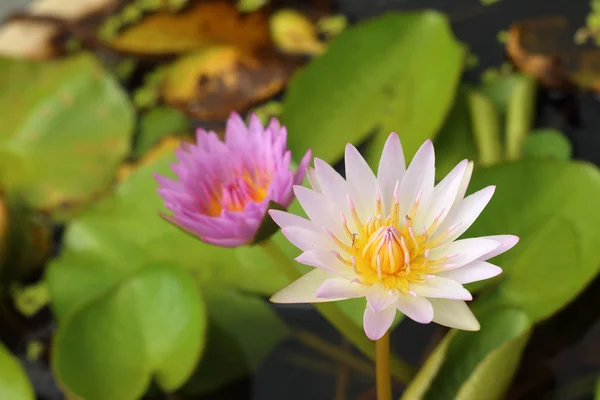 Eine schöne Lotuspflanze im Wasser — Stockfoto