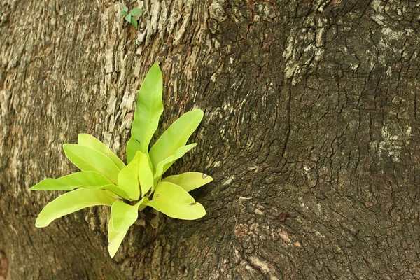 Albero verde naturale . — Foto Stock