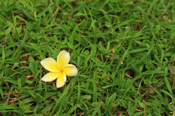 Plumeria fleur sur un fond d'herbe . — Photo