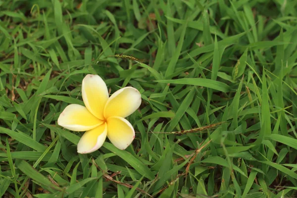 Plumeria fleur sur un fond d'herbe . — Photo