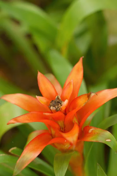 Pineapple flower in colourful in the nature — Stock Photo, Image