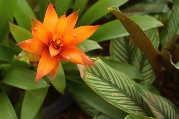 Fleur d'ananas dans la nature colorée — Photo