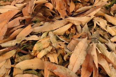 ölürsün yaprakların arka plan