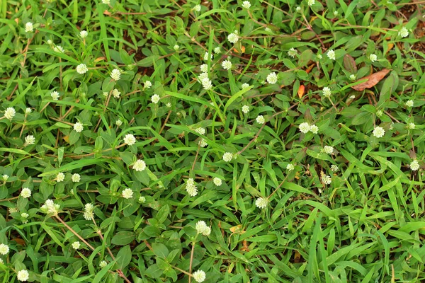 Bakgrund av blomman av gräs — Stockfoto
