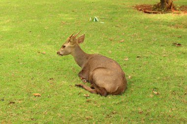 Bir geyik yeşil çim üzerinde yalan.