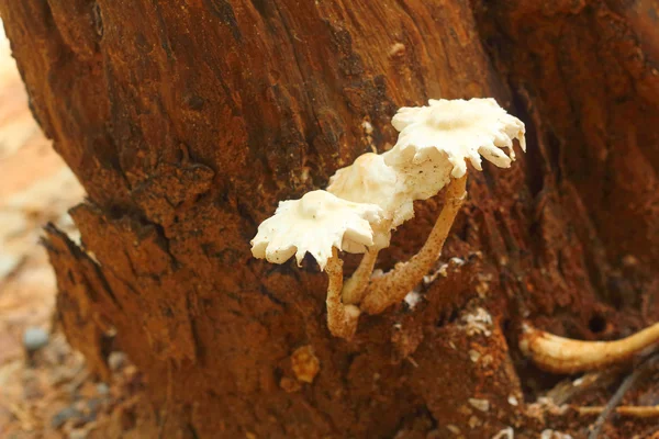 White Mushrooms the naturally occurring. — Stock Photo, Image