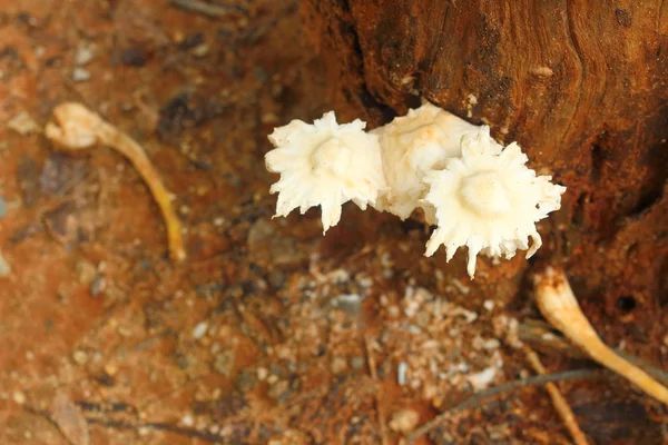 White Mushrooms the naturally occurring. — Stock Photo, Image