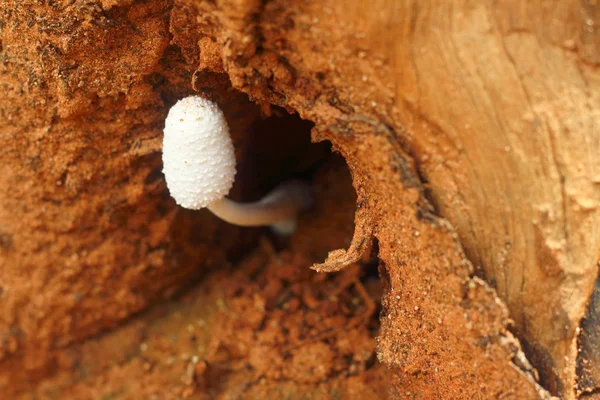 White Mushrooms the naturally occurring. — Stock Photo, Image