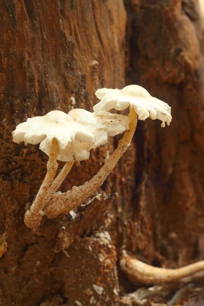 White Mushrooms the naturally occurring. — Stock Photo, Image