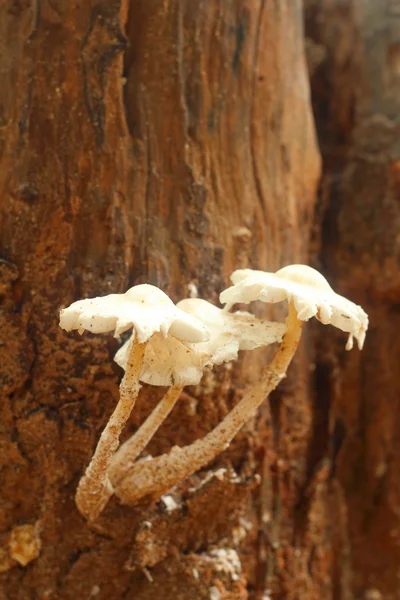 White Mushrooms the naturally occurring. — Stock Photo, Image