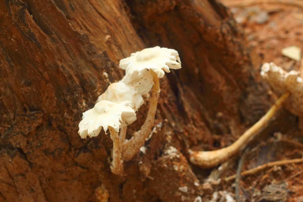 White Mushrooms the naturally occurring. — Stock Photo, Image