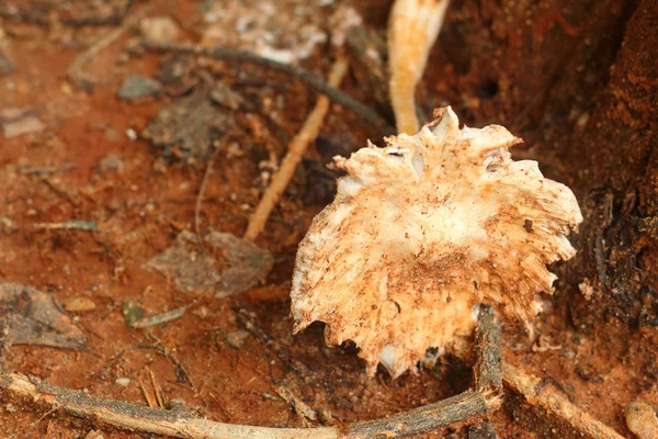 White Mushrooms the naturally occurring. — Stock Photo, Image