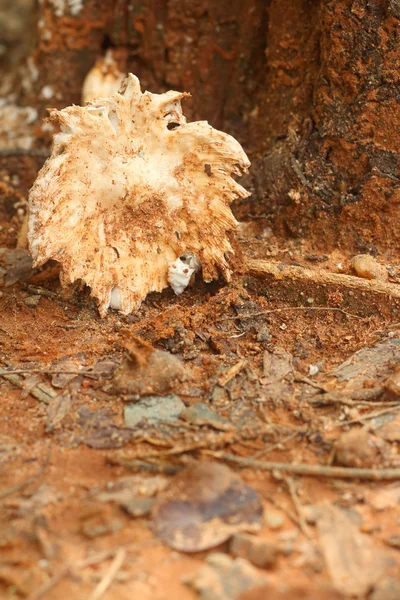 White Mushrooms the naturally occurring. — Stock Photo, Image