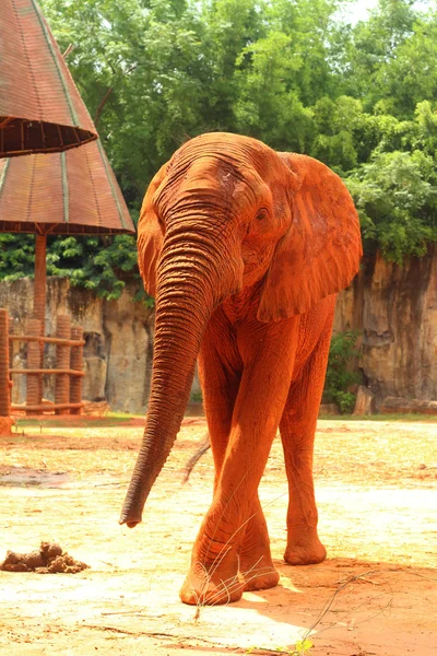 El gran elefante viejo en el zoológico . — Foto de Stock