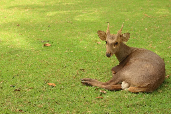 Een hert liggend op het groene gras. — Stockfoto