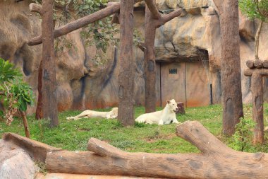 Hayvanat bahçesinde bir doğada aslan