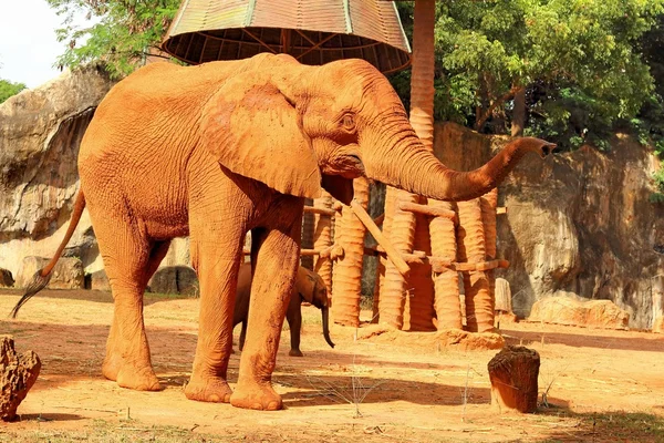 Der große alte Elefant im Zoo. — Stockfoto