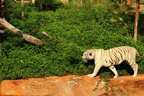 Un tigre en una naturaleza en el zoológico — Foto de Stock