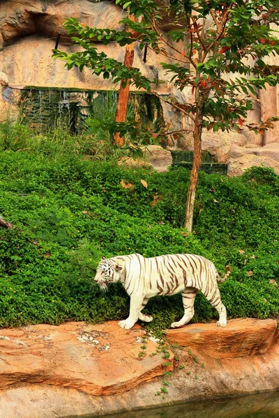 Un tigre en una naturaleza en el zoológico — Foto de Stock