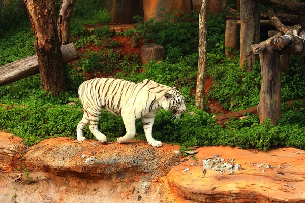 Un tigre en una naturaleza en el zoológico —  Fotos de Stock