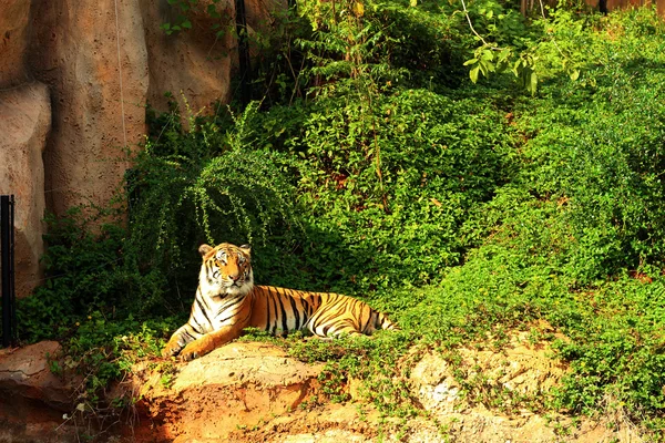 Тигр в природе в зоопарке — стоковое фото