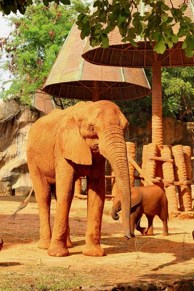 Hayvanat bahçesindeki büyük eski fil.