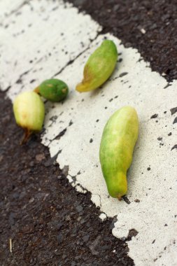 siyah bir sokakta salatalık.