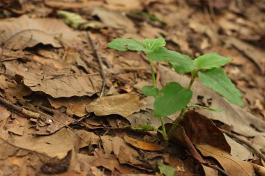 Yeşil ağaç yaprakları bir arka plan üzerinde.