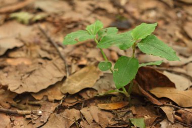 Yeşil ağaç yaprakları bir arka plan üzerinde.