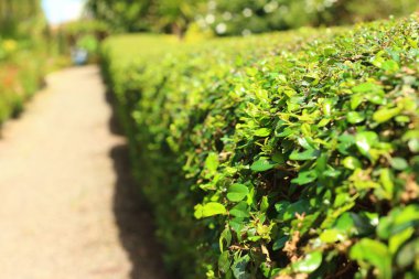 Parkta yeşil çim yolu