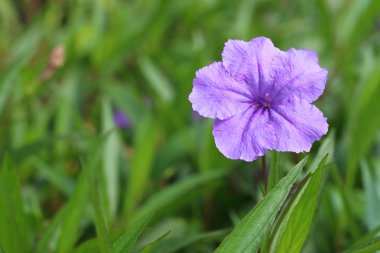 Parkta bir mor hibiscus çiçek