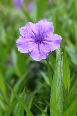 Parkta bir mor hibiscus çiçek