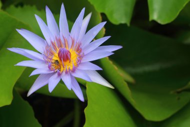 Su güzel lotus fabrikasında