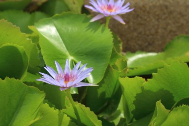 Su güzel lotus fabrikasında