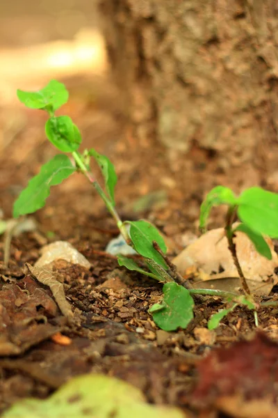 Grüner Baum auf einem Hintergrund aus Blättern. — Stockfoto