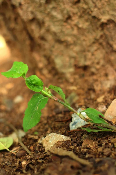 Árvore verde em um contexto de folhas . — Fotografia de Stock