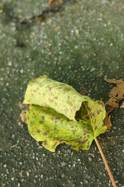 Leaves on a background of cement. — Stock Photo, Image