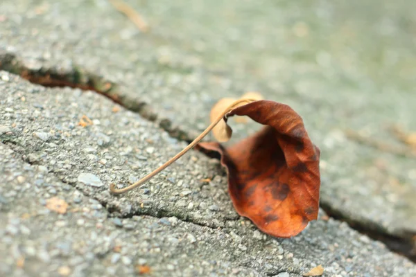 Leaves on a background of cement. — Stock Photo, Image