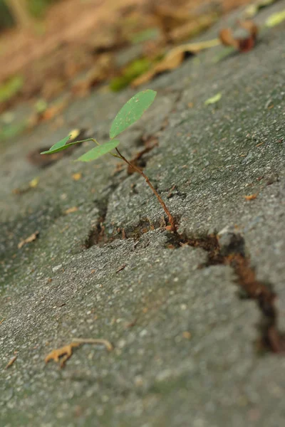 Anbau des Baumes zwischen der Straße an der Pause. — Stockfoto