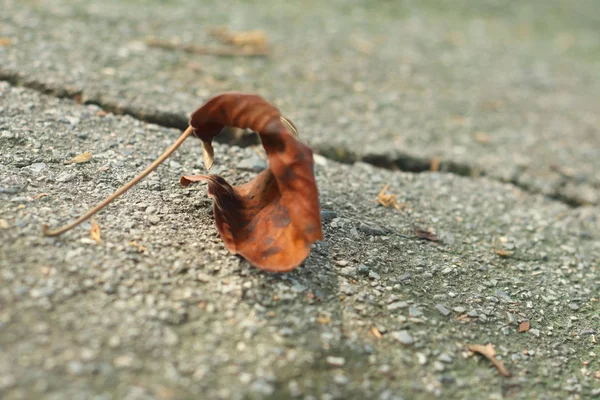 Hojas sobre un fondo de cemento . — Foto de Stock