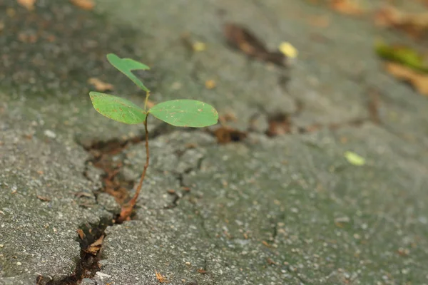 Crecimiento del árbol entre la calle en el descanso . —  Fotos de Stock