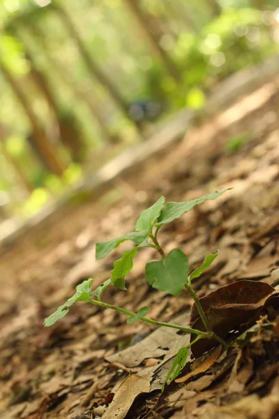 Grönskande träd på en bakgrund av blad. — Stockfoto