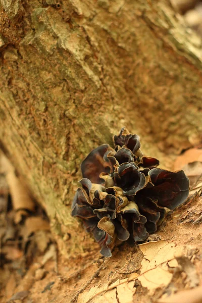 Een de natuurlijk voorkomende paddestoelen in het bos — Stockfoto