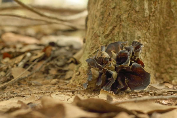 A mushrooms the naturally occurring at the forest — Stock Photo, Image