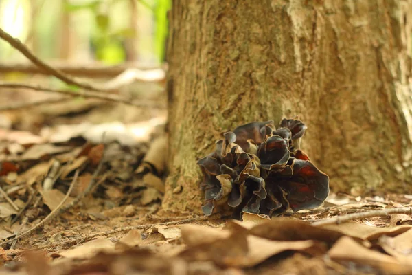 A mushrooms the naturally occurring at the forest — Stock Photo, Image