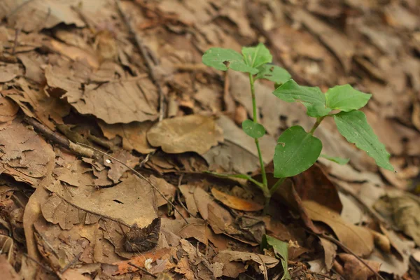 Albero verde su uno sfondo di foglie . — Foto Stock