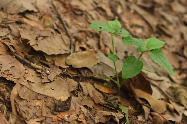 Grüner Baum auf einem Hintergrund aus Blättern. — Stockfoto