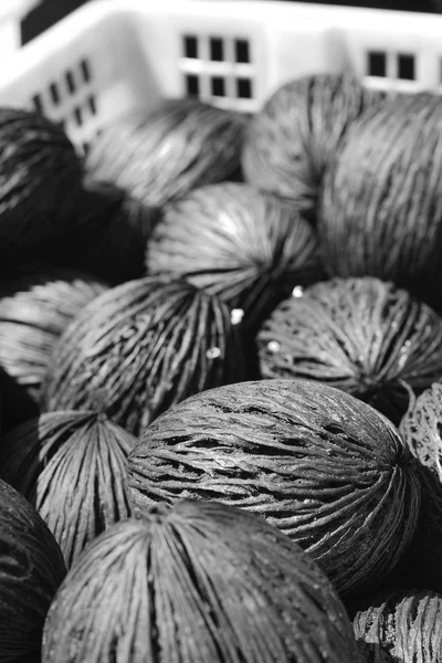Черно-белый сушеный кокос в корзине в саду — стоковое фото