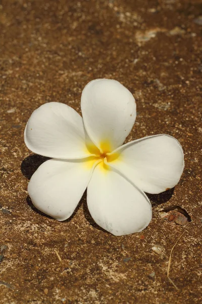 Plumeria blomma på en bakgrund av klippor. — Stockfoto