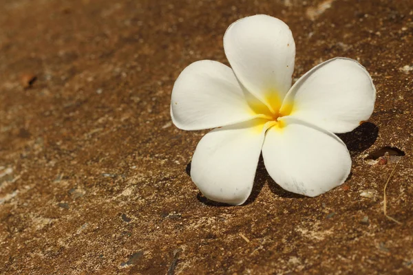 Plumeria flower on a background of rocks. — Stock Photo, Image